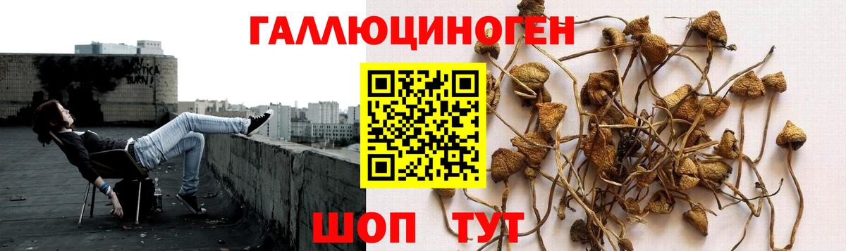 Псилоцибиновые грибы Psilocybe  Вход с VPN  Галлюциногенные грибы Psilocybe  Печора 